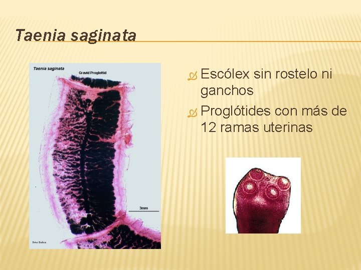 Taenia saginata Escólex sin rostelo ni ganchos Proglótides con más de 12 ramas uterinas
