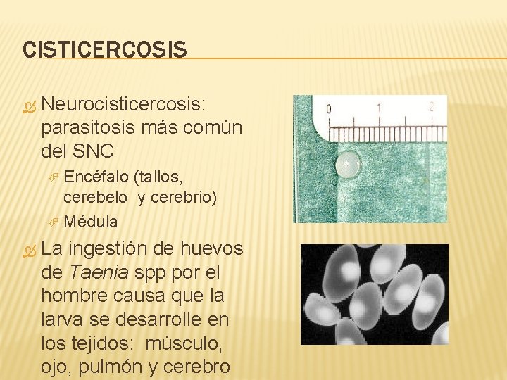 CISTICERCOSIS Neurocisticercosis: parasitosis más común del SNC Encéfalo (tallos, cerebelo y cerebrio) Médula La