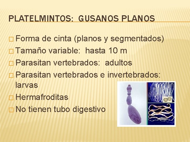 PLATELMINTOS: GUSANOS PLANOS � Forma de cinta (planos y segmentados) � Tamaño variable: hasta