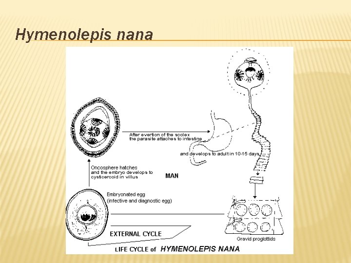 Hymenolepis nana 