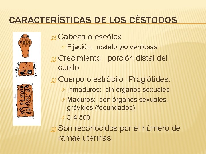 CARACTERÍSTICAS DE LOS CÉSTODOS Cabeza o escólex Fijación: rostelo y/o ventosas Crecimiento: porción distal