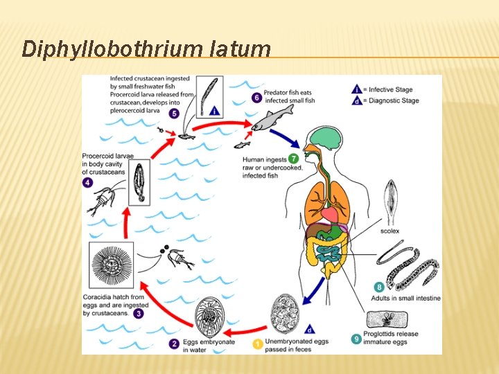 Diphyllobothrium latum 