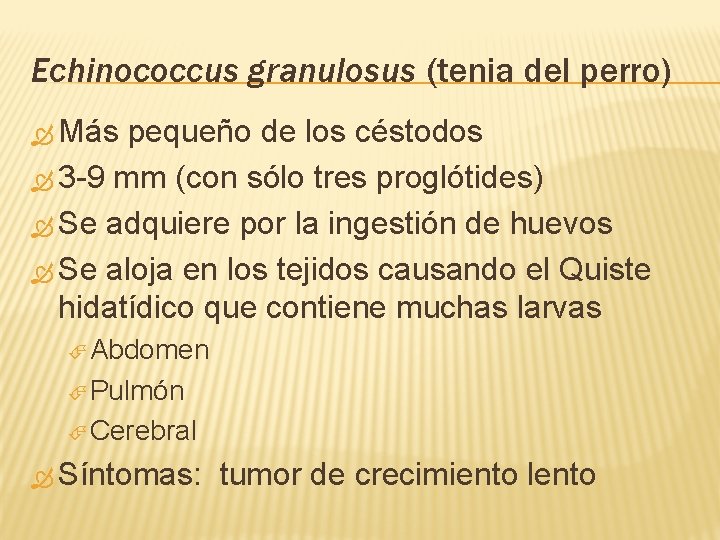 Echinococcus granulosus (tenia del perro) Más pequeño de los céstodos 3 -9 mm (con