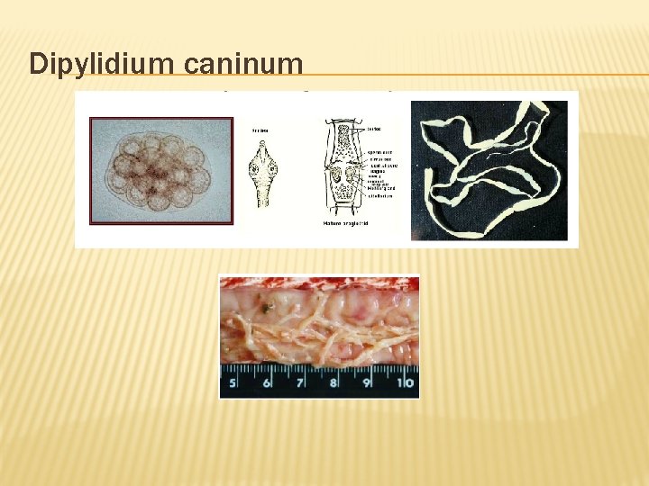 Dipylidium caninum 
