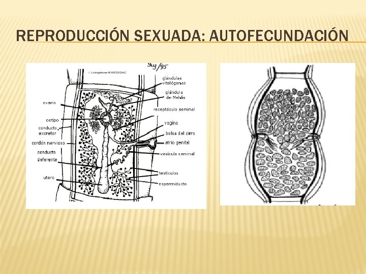REPRODUCCIÓN SEXUADA: AUTOFECUNDACIÓN 