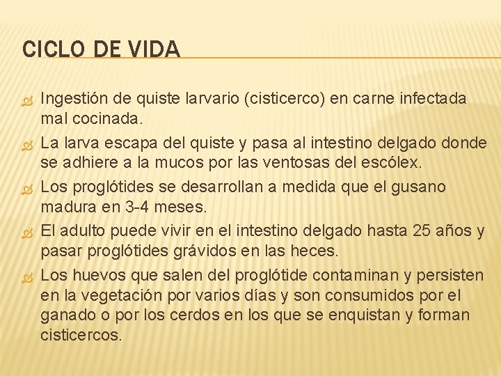 CICLO DE VIDA Ingestión de quiste larvario (cisticerco) en carne infectada mal cocinada. La