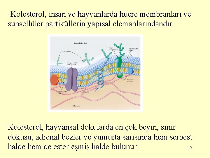 -Kolesterol, insan ve hayvanlarda hücre membranları ve subsellüler partiküllerin yapısal elemanlarındandır. Kolesterol, hayvansal dokularda