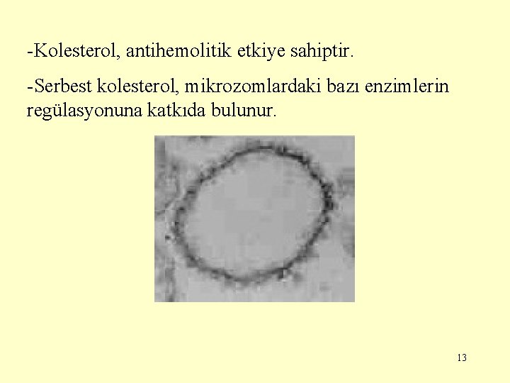 -Kolesterol, antihemolitik etkiye sahiptir. -Serbest kolesterol, mikrozomlardaki bazı enzimlerin regülasyonuna katkıda bulunur. 13 