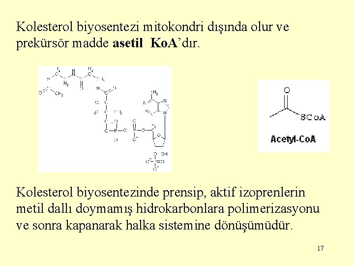 Kolesterol biyosentezi mitokondri dışında olur ve prekürsör madde asetil Ko. A’dır. Kolesterol biyosentezinde prensip,