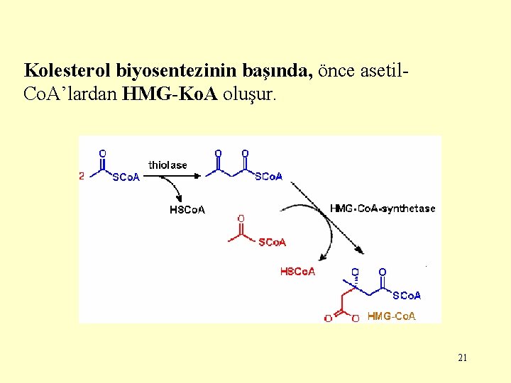 Kolesterol biyosentezinin başında, önce asetil. Co. A’lardan HMG-Ko. A oluşur. 21 