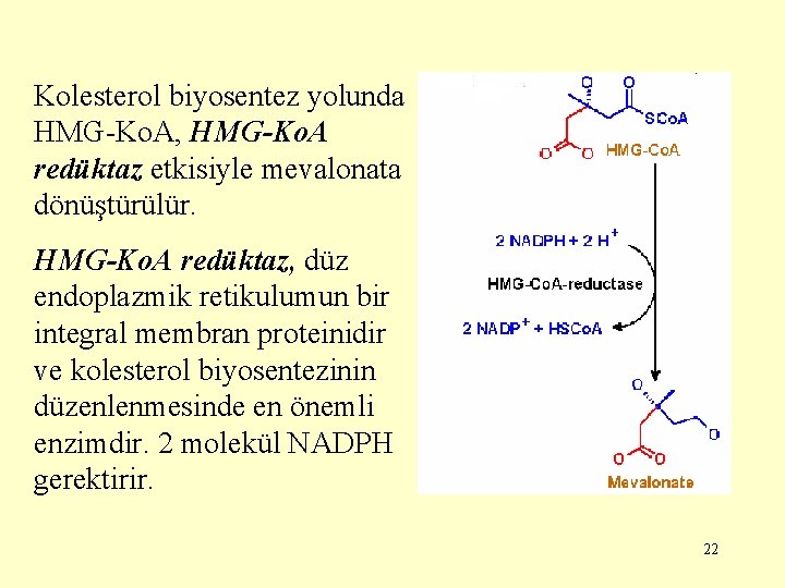 Kolesterol biyosentez yolunda HMG-Ko. A, HMG-Ko. A redüktaz etkisiyle mevalonata dönüştürülür. HMG-Ko. A redüktaz,