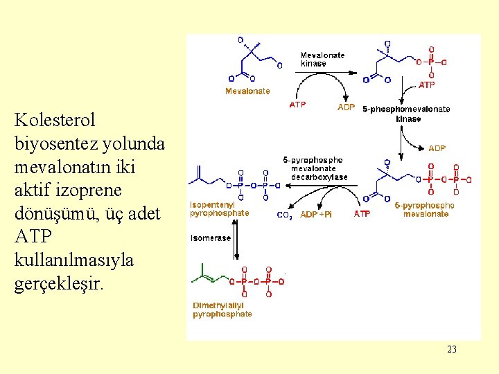 Kolesterol biyosentez yolunda mevalonatın iki aktif izoprene dönüşümü, üç adet ATP kullanılmasıyla gerçekleşir. 23