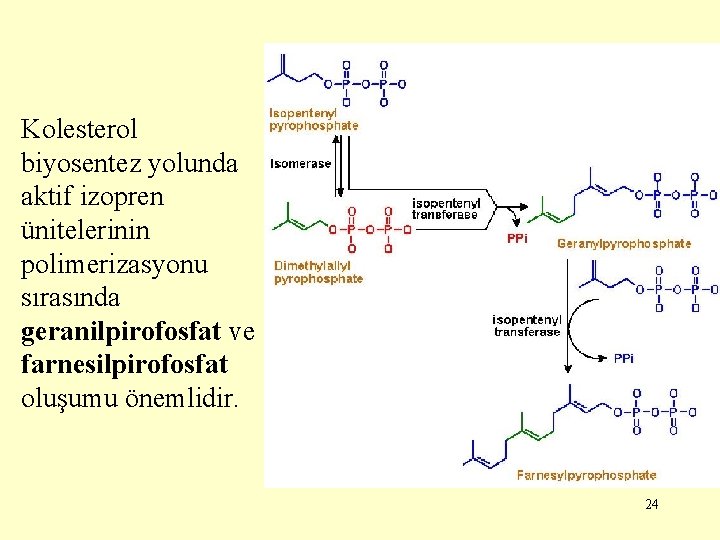 Kolesterol biyosentez yolunda aktif izopren ünitelerinin polimerizasyonu sırasında geranilpirofosfat ve farnesilpirofosfat oluşumu önemlidir. 24