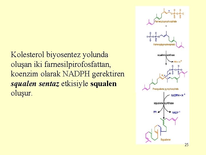 Kolesterol biyosentez yolunda oluşan iki farnesilpirofosfattan, koenzim olarak NADPH gerektiren squalen sentaz etkisiyle squalen