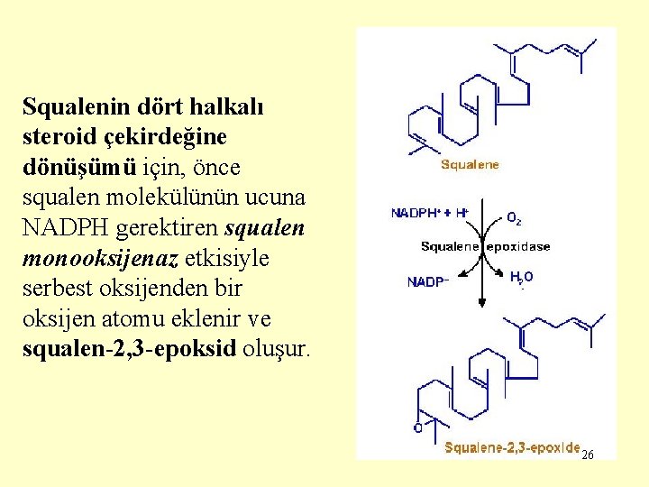 Squalenin dört halkalı steroid çekirdeğine dönüşümü için, önce squalen molekülünün ucuna NADPH gerektiren squalen