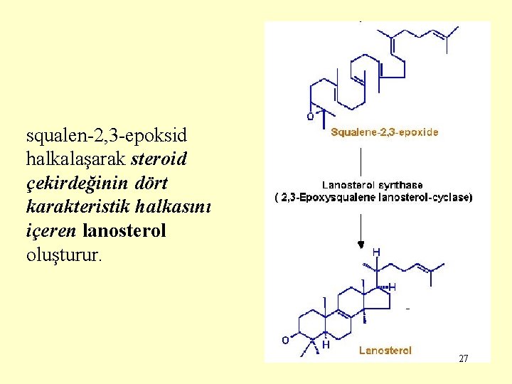 squalen-2, 3 -epoksid halkalaşarak steroid çekirdeğinin dört karakteristik halkasını içeren lanosterol oluşturur. 27 