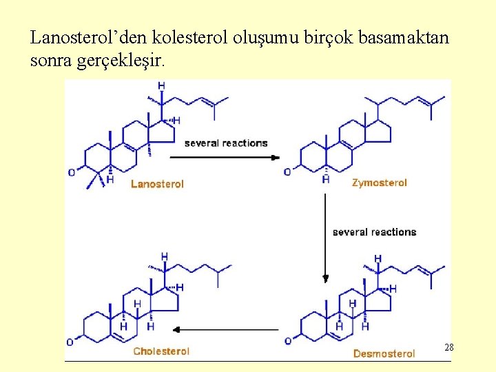 Lanosterol’den kolesterol oluşumu birçok basamaktan sonra gerçekleşir. 28 