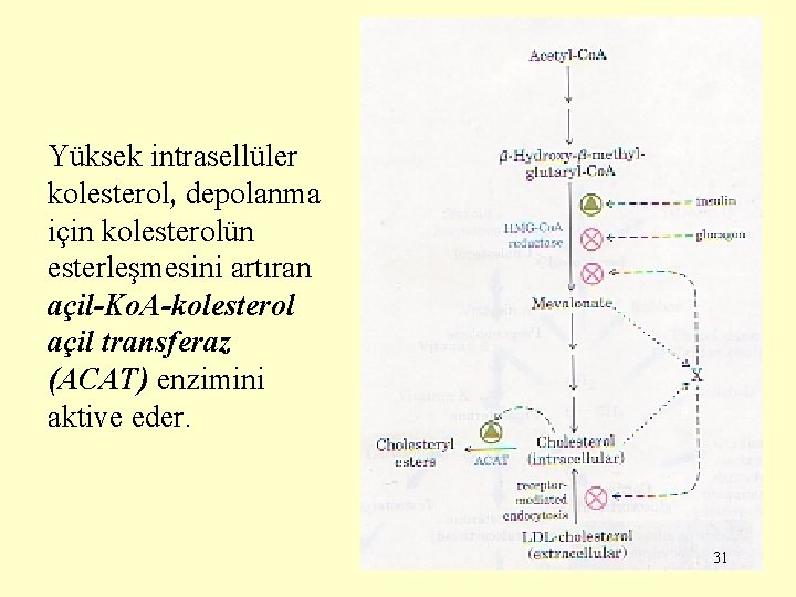 Yüksek intrasellüler kolesterol, depolanma için kolesterolün esterleşmesini artıran açil-Ko. A-kolesterol açil transferaz (ACAT) enzimini