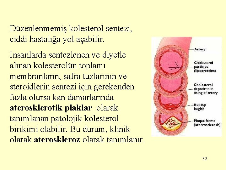 Düzenlenmemiş kolesterol sentezi, ciddi hastalığa yol açabilir. İnsanlarda sentezlenen ve diyetle alınan kolesterolün toplamı