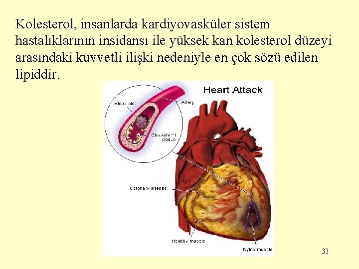 Kolesterol, insanlarda kardiyovasküler sistem hastalıklarının insidansı ile yüksek kan kolesterol düzeyi arasındaki kuvvetli ilişki