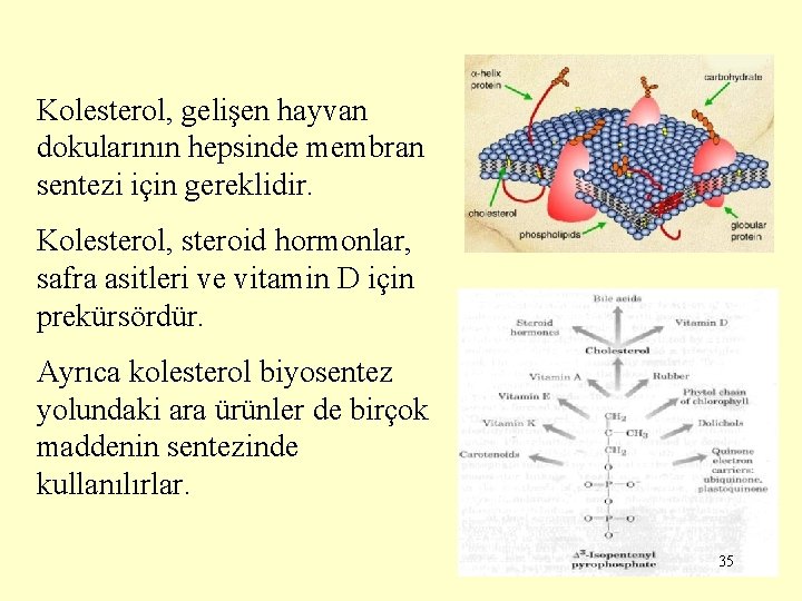 Kolesterol, gelişen hayvan dokularının hepsinde membran sentezi için gereklidir. Kolesterol, steroid hormonlar, safra asitleri