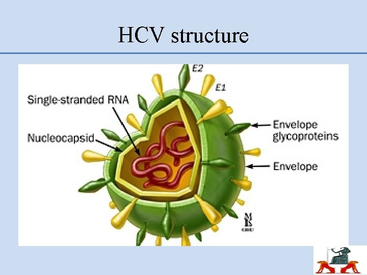 HCV structure 