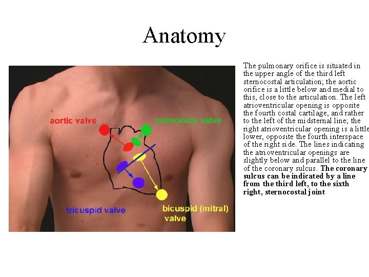 Anatomy The pulmonary orifice is situated in the upper angle of the third left