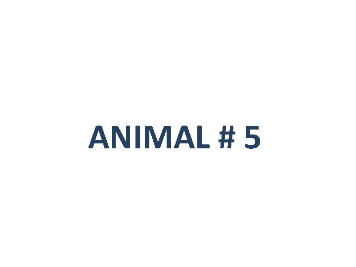 ANIMAL # 5 