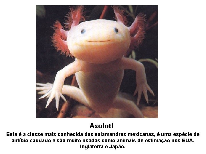 Axolotl Esta é a classe mais conhecida das salamandras mexicanas, é uma espécie de