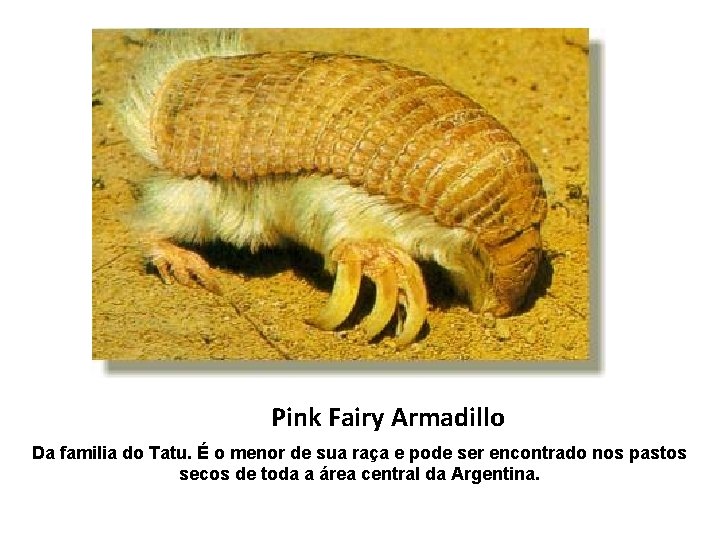 Pink Fairy Armadillo Da familia do Tatu. É o menor de sua raça e