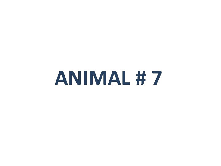 ANIMAL # 7 