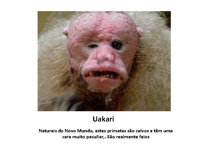 Uakari Naturais do Novo Mundo, estes primatas são calvos e têm uma cara muito