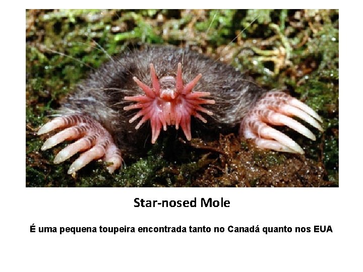 Star-nosed Mole É uma pequena toupeira encontrada tanto no Canadá quanto nos EUA 