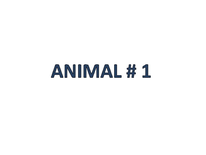 ANIMAL # 1 