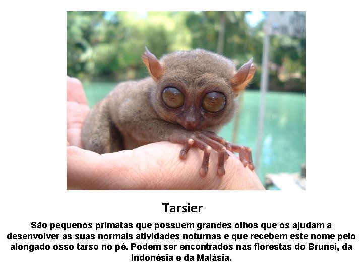 Tarsier São pequenos primatas que possuem grandes olhos que os ajudam a desenvolver as