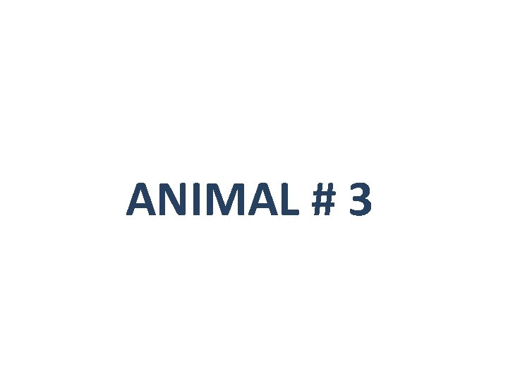 ANIMAL # 3 