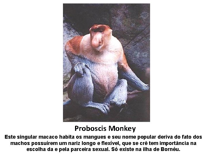 Proboscis Monkey Este singular macaco habita os mangues e seu nome popular deriva do