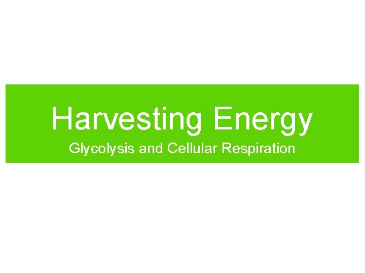 Harvesting Energy Glycolysis and Cellular Respiration 