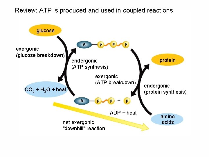 Review: ATP is produced and used in coupled reactions glucose exergonic (glucose breakdown) protein