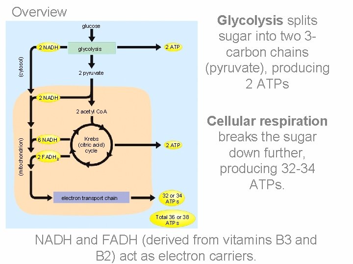 Overview glucose (cytosol) 2 NADH glycolysis 2 ATP 2 pyruvate Glycolysis splits sugar into