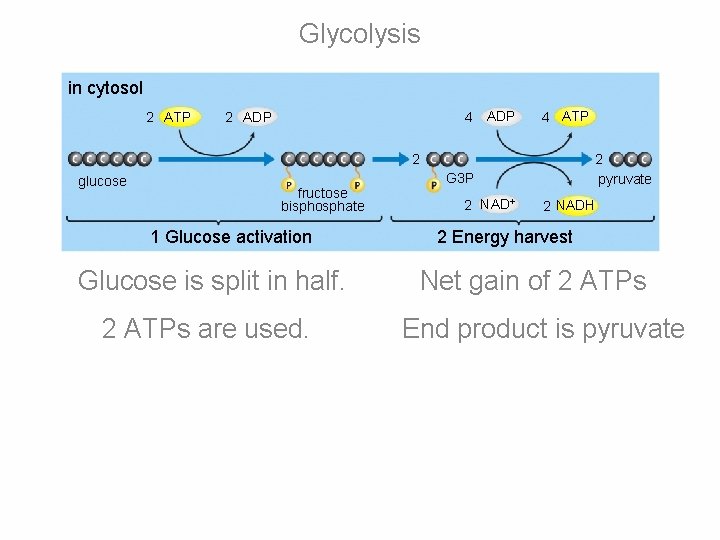 Glycolysis in cytosol 2 ATP 2 ADP 4 ATP 2 glucose fructose bisphosphate 1