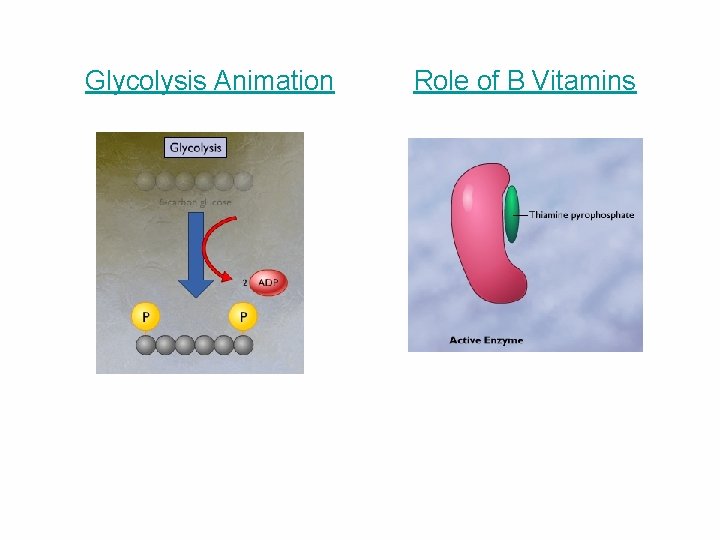 Glycolysis Animation Role of B Vitamins 