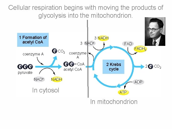 Cellular respiration begins with moving the products of glycolysis into the mitochondrion. 1 Formation