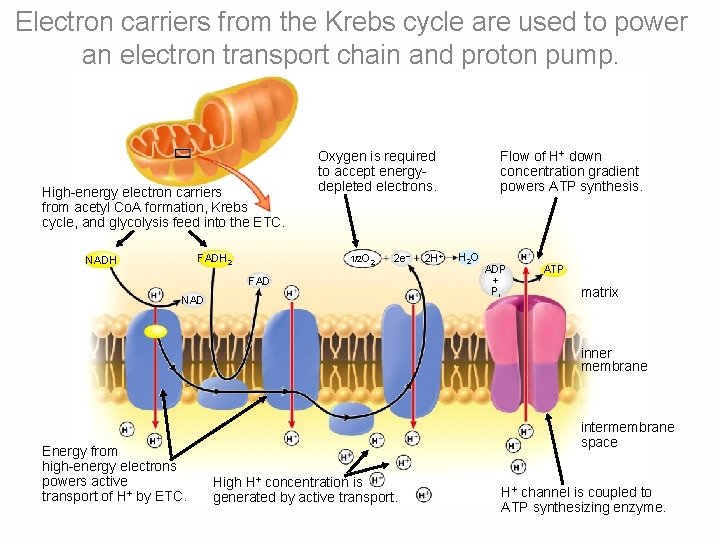 Electron carriers from the Krebs cycle are used to power an electron transport chain