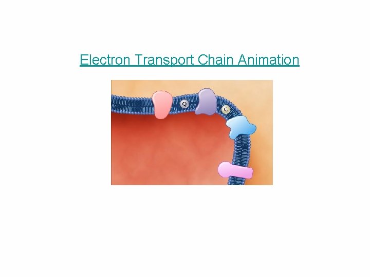 Electron Transport Chain Animation 