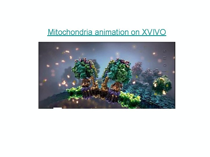 Mitochondria animation on XVIVO 