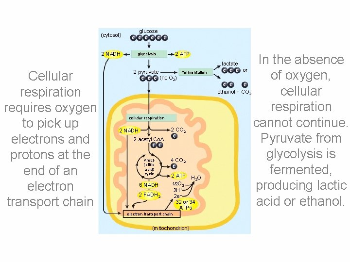 glucose (cytosol) 2 NADH 2 ATP glycolysis In the absence of oxygen, ethanol +