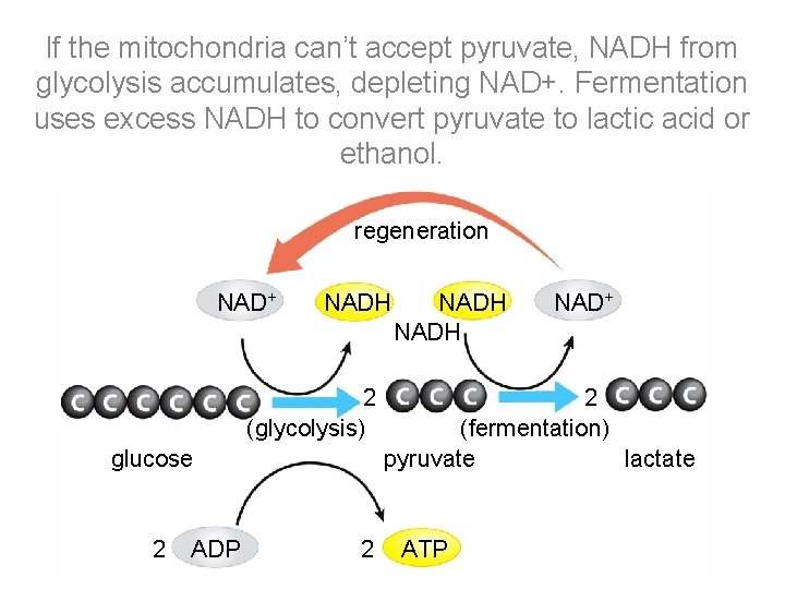 If the mitochondria can’t accept pyruvate, NADH from glycolysis accumulates, depleting NAD+. Fermentation uses