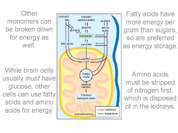 Other monomers can be broken down for energy as well. (cytosol) fats complex carbohydrates