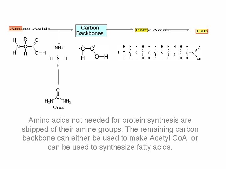 Amino acids not needed for protein synthesis are stripped of their amine groups. The